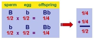 Chi-square formula