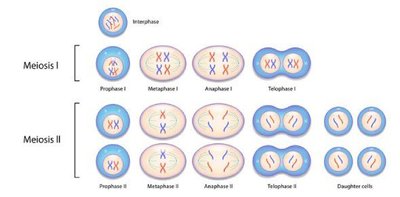 Stages of Meiosis I and II