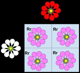 Co-dominance and blood types