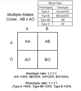 Punnett square for blood type inheritance