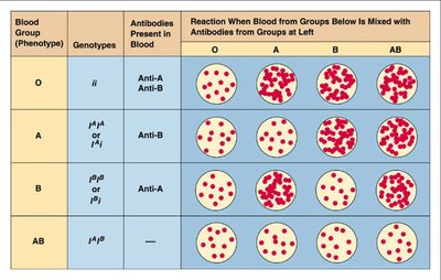 Pleiotropy examples