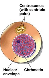 Cell structure during interphase