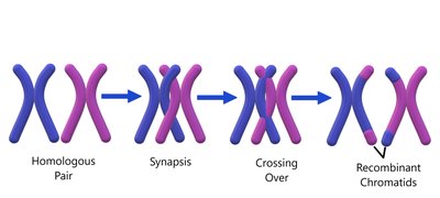 Crossing over during Prophase I