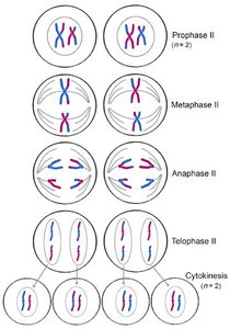 Stages of Meiosis II