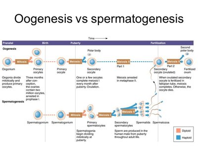 Comparison of oogenesis and spermatogenesis