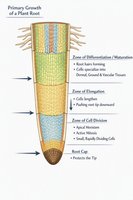 Primary growth of a plant root showing zones of division, elongation, and differentiation