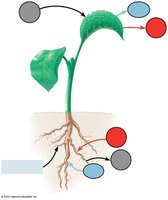 Diagram of a root section showing Casparian strip and transport routes