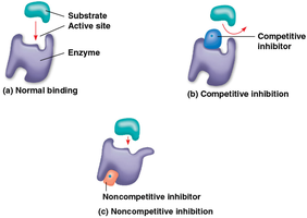 image showing the different types of enzyme reactants: normal binding, competitive inhibition, and noncompetitive inhibition