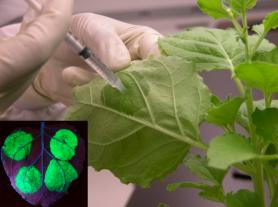 Infiltration of plant leaves with Agrobacterium and GFP expression under UV light