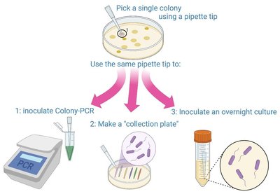 Three-step colony screening workflow