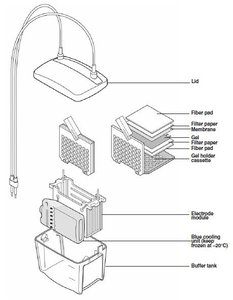 Western blotting module assembly diagram