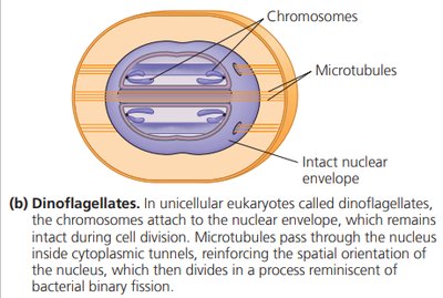 Cell division in dinoflagellates