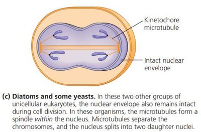 Cell division in diatoms and yeasts