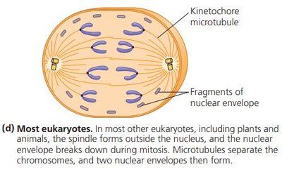 Cell division in most eukaryotes