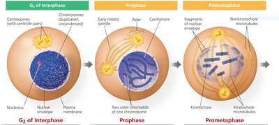 Diagram of G2 of Interphase, Prophase, and Prometaphase
