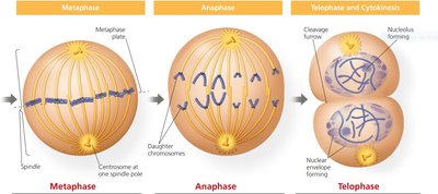 Diagram of Metaphase, Anaphase, and Telophase