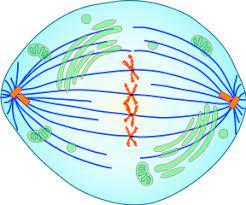 Diagram of mitotic spindle with centrosomes, microtubules, and chromosomes