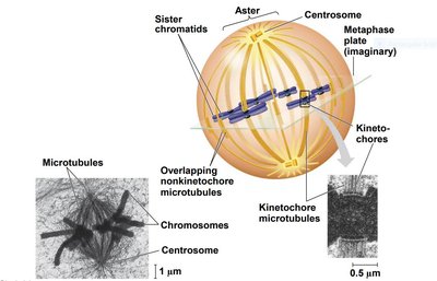 Detailed diagram of spindle structure and microtubule types