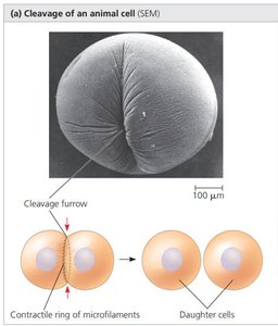 Cleavage furrow formation in animal cells