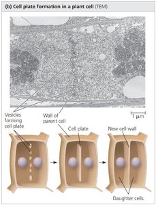 Cell plate formation in plant cells