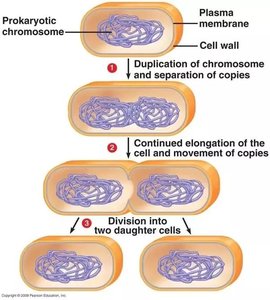 Steps of binary fission in bacteria