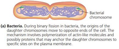 Description of binary fission in bacteria