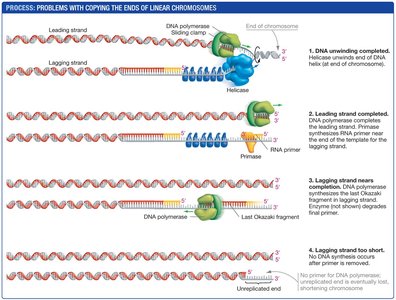 Problems with copying the ends of linear chromosomes