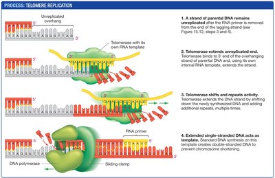 Telomerase prevents shortening of telomeres during replication