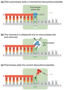 DNA polymerase proofreading mechanism