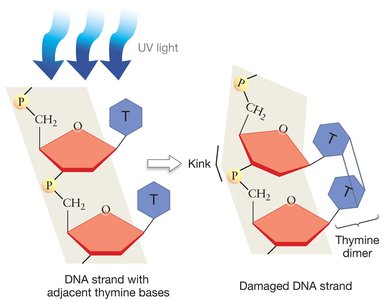 UV light causes thymine dimers in DNA
