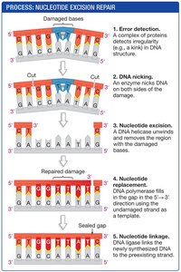 Nucleotide excision repair process