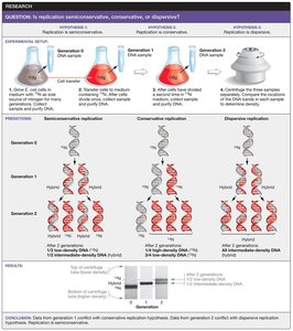 Meselson–Stahl experiment testing DNA replication models