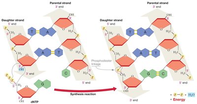 DNA synthesis proceeds in one direction, showing phosphodiester bond formation