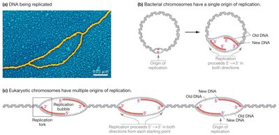 DNA replication bubbles and forks in bacteria and eukaryotes