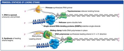 Synthesis of the leading DNA strand with primase, helicase, SSBPs, and DNA polymerase