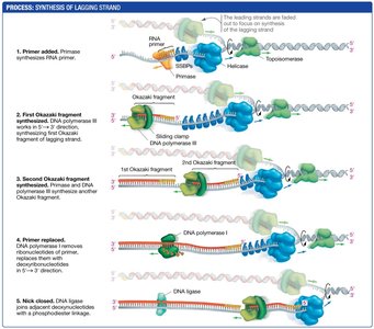 Detailed process of lagging strand synthesis in bacteria