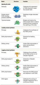 Table of proteins required for DNA synthesis in bacteria