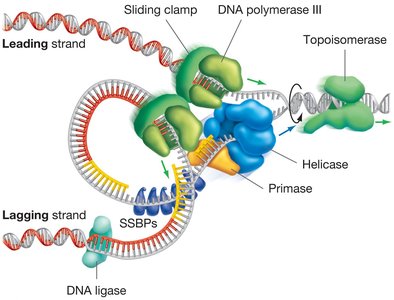 The replisome complex at the replication fork