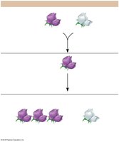 Mendel's monohybrid cross experiment