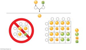 Dihybrid cross and independent assortment