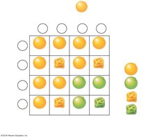 Punnett square for dihybrid cross