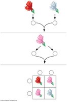 Incomplete dominance in snapdragons