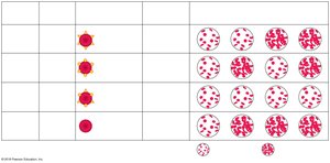 ABO blood group phenotypes and genotypes