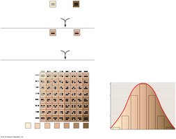 Polygenic inheritance of skin color