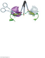 Mendel's experimental cross: stamen removal and pollen transfer