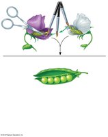 Development of pea pod after cross-pollination