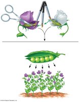 Planting seeds and observing offspring traits