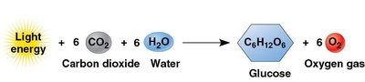 Equation of Photosynthesis