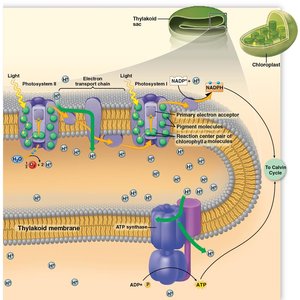 H+ concentration gradient in chloroplast