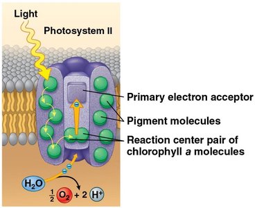 Light reactions: pigment absorbs light